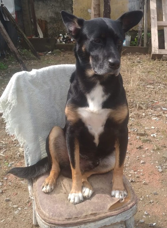 imagem do cachorro