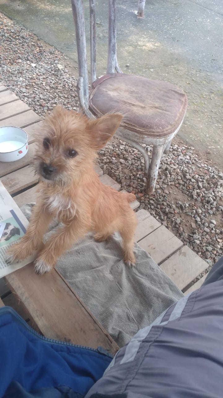 imagem do cachorro