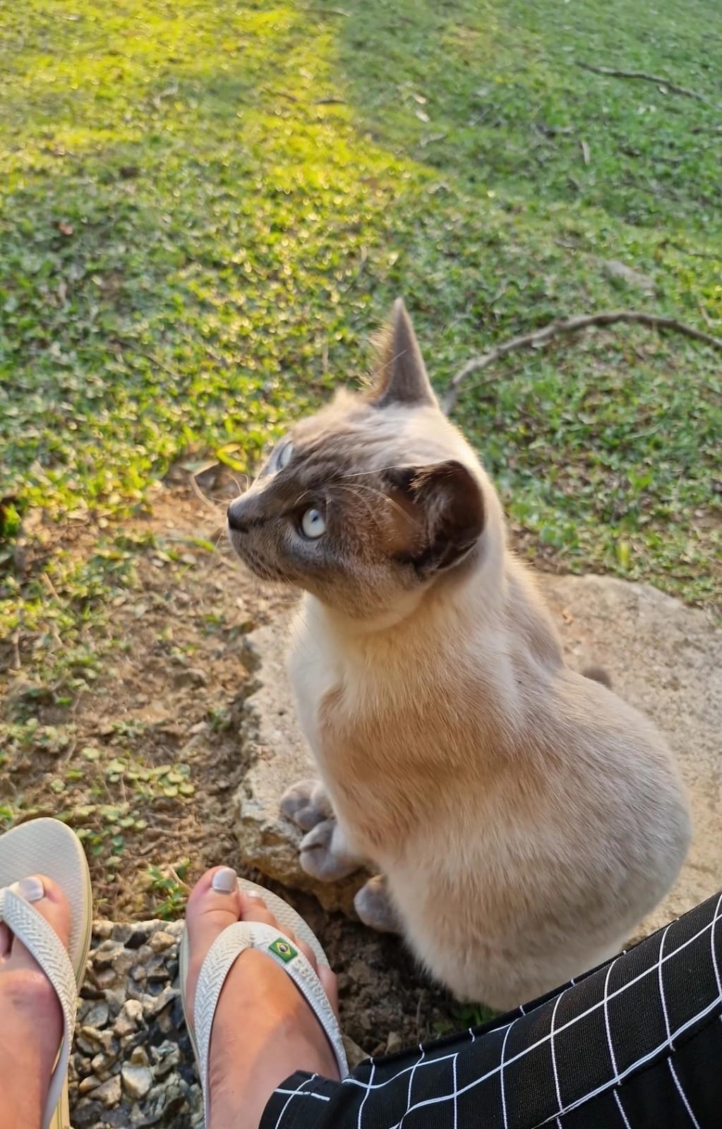 imagem do cachorro