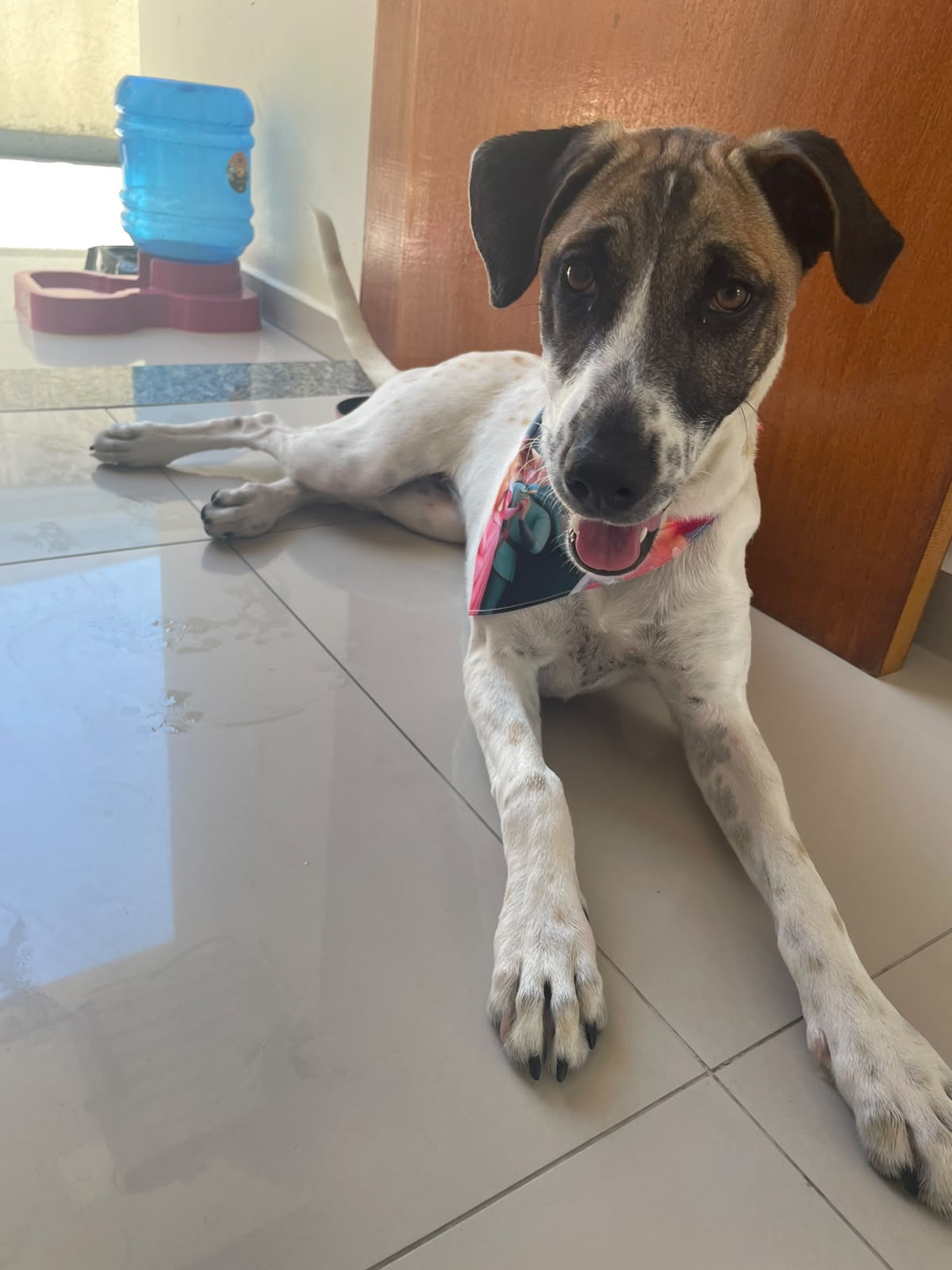 imagem do cachorro