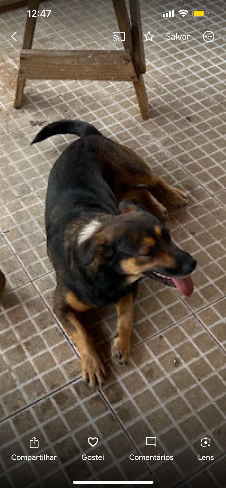 imagem do cachorro