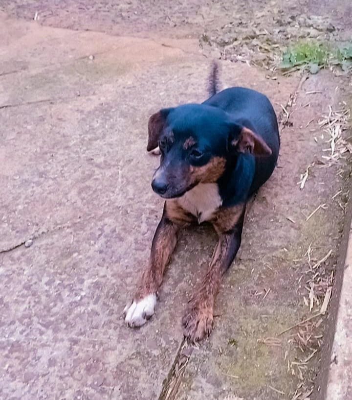 imagem do cachorro